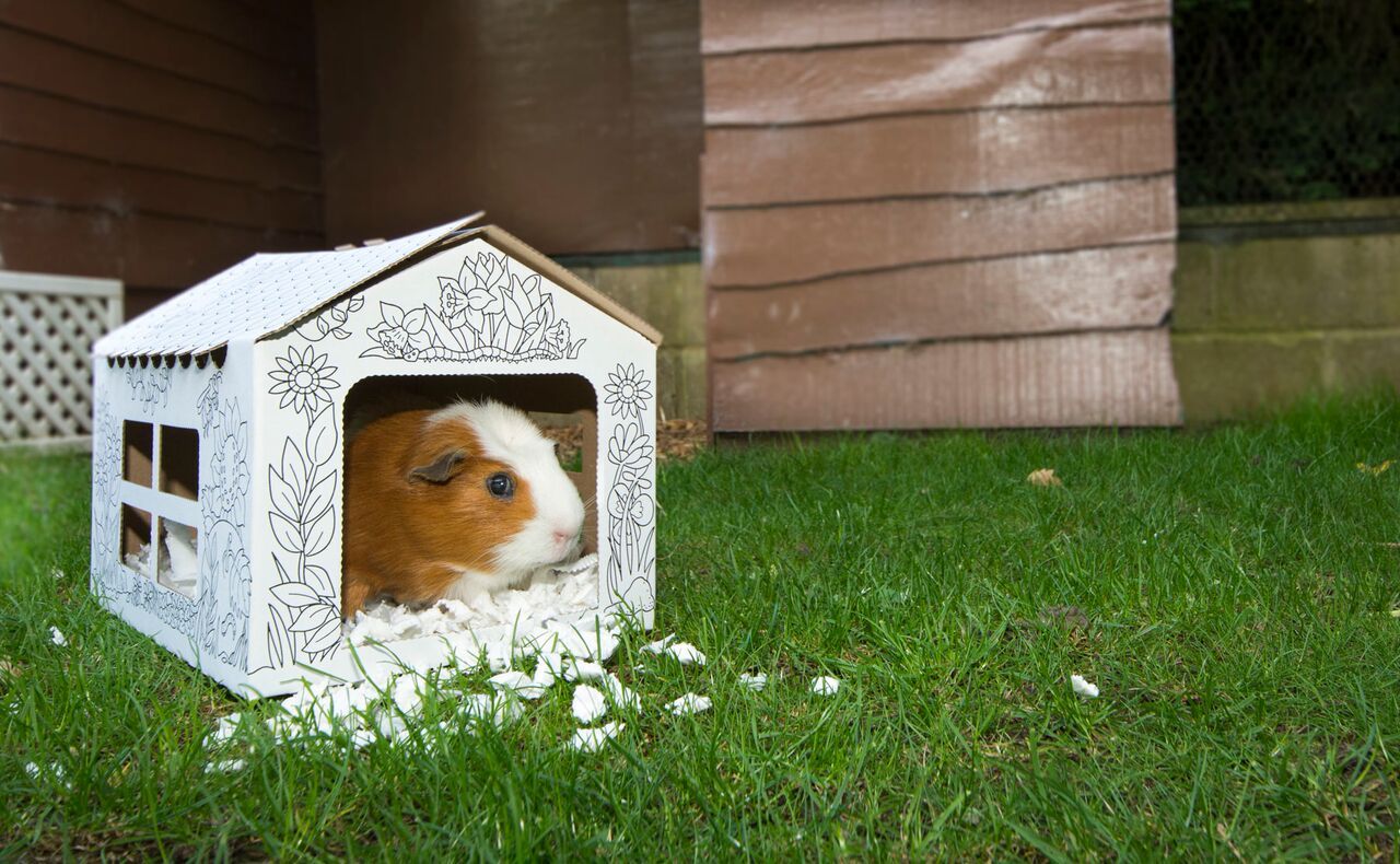 Medium Animal House